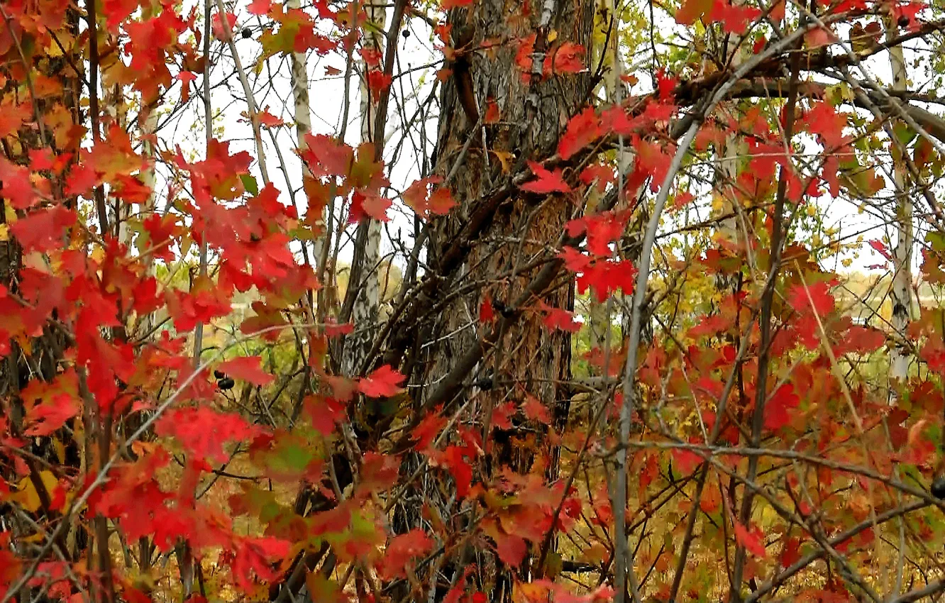 Photo wallpaper autumn, background, texture, Leaves