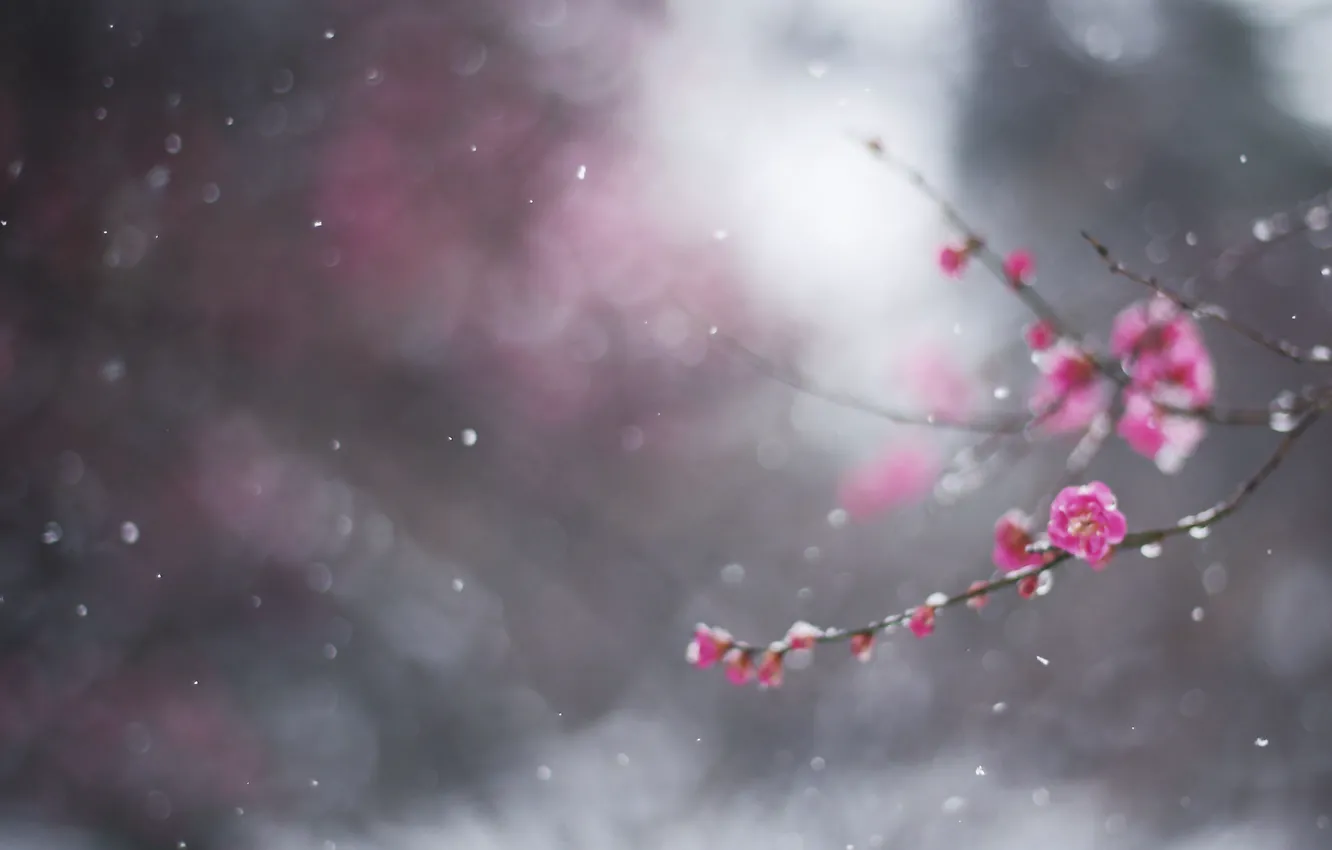 Photo wallpaper winter, flower, macro, snow, branch, bokeh, drain, February
