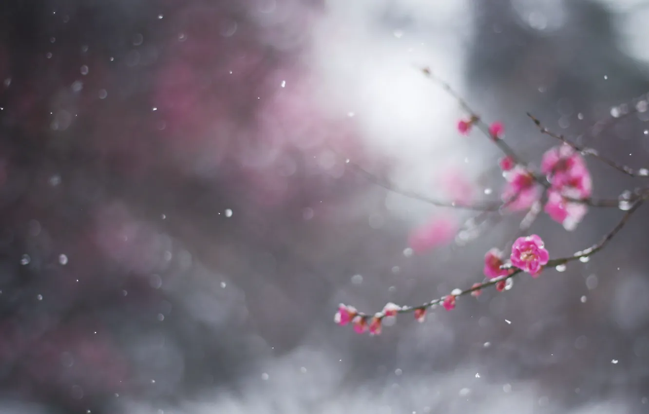 Photo wallpaper winter, macro, snow, flowers, branches, bokeh, drain, February