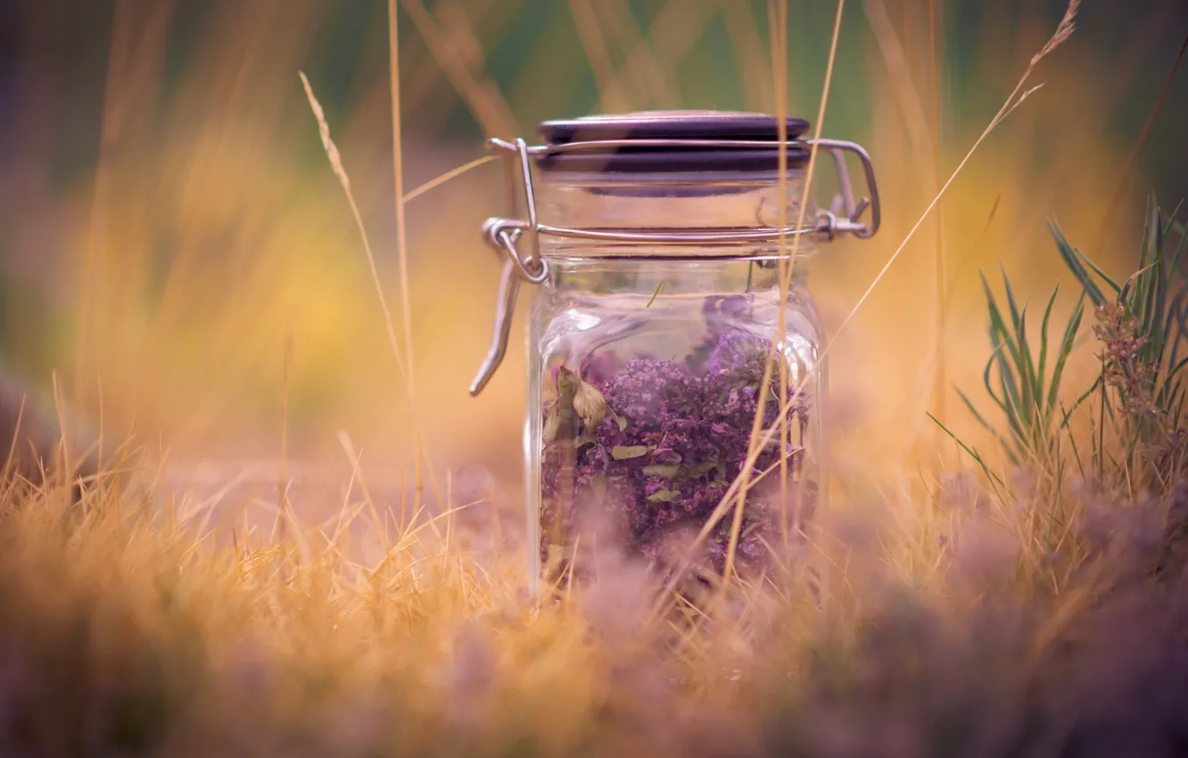 Photo wallpaper purple, grass, macro, background, widescreen, Wallpaper, mood, plant