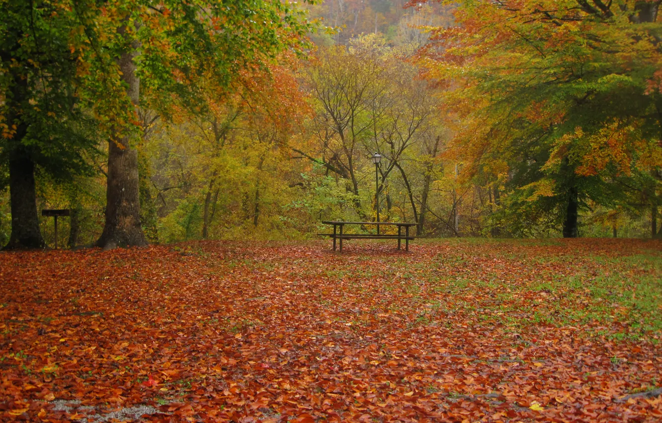 Photo wallpaper autumn, leaves, trees, nature, Park, rain, Nature, falling leaves
