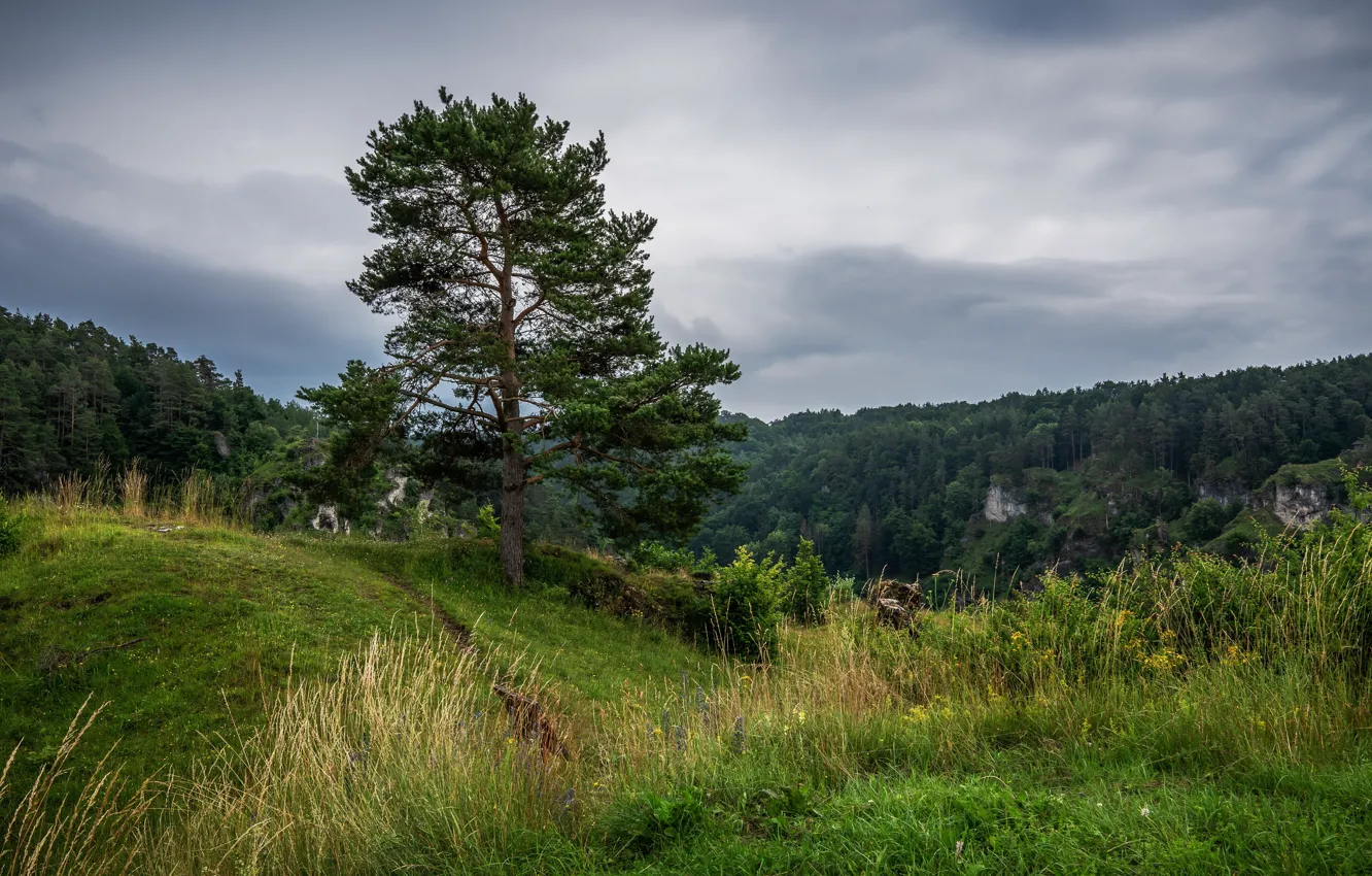 Photo wallpaper field, summer, nature