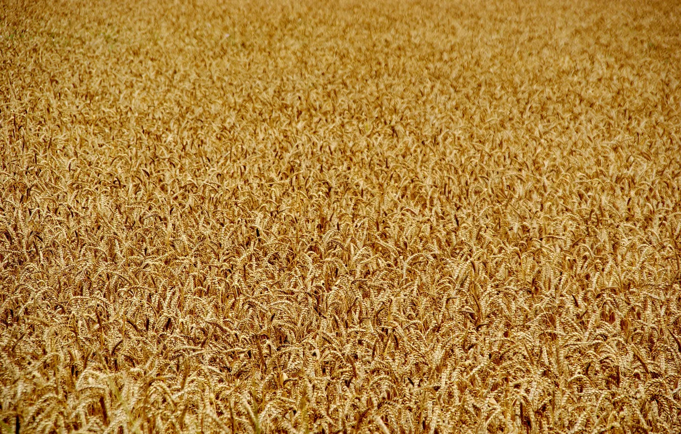 Photo wallpaper field, summer, the sun, plant, ears, cereals