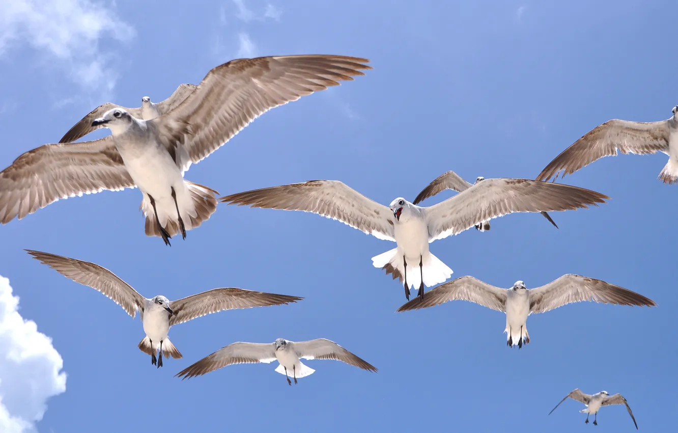 Photo wallpaper the sky, flight, bird, seagulls, wings