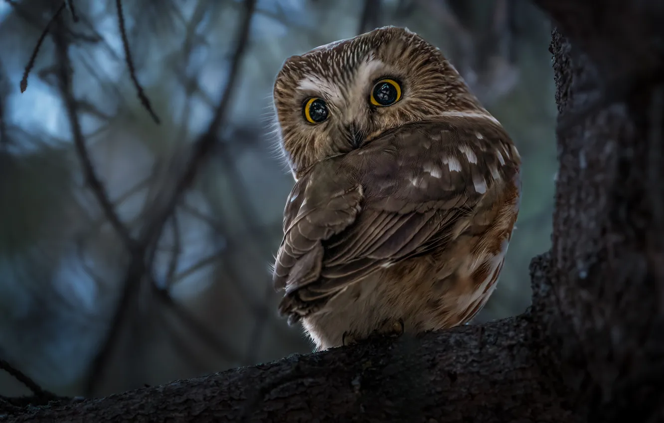 Photo wallpaper trees, owl, bird, eyes, North American boreal owl