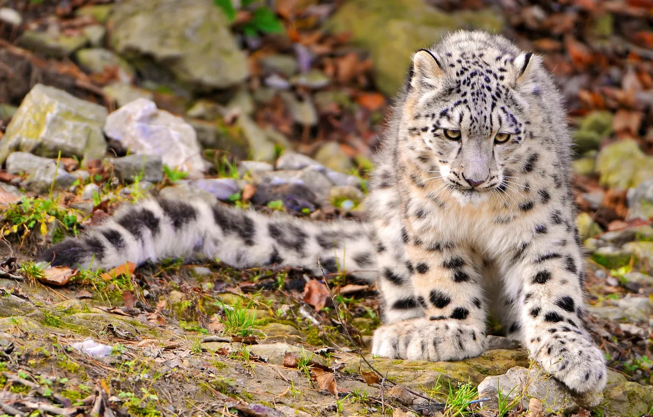 Photo wallpaper paws, fluffy, muzzle, IRBIS, snow leopard, kitty, sad