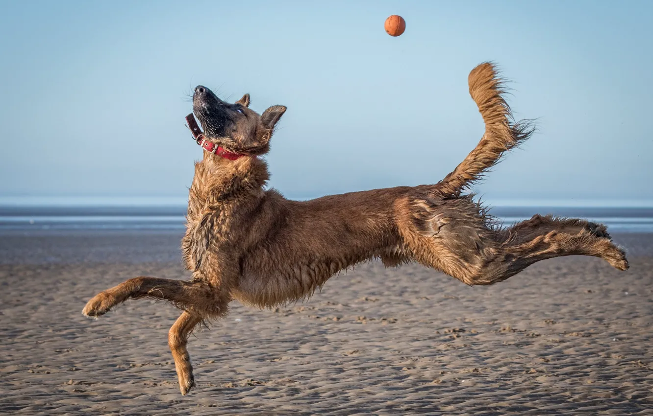 Photo wallpaper animal, jump, the game, dog, the ball, dog