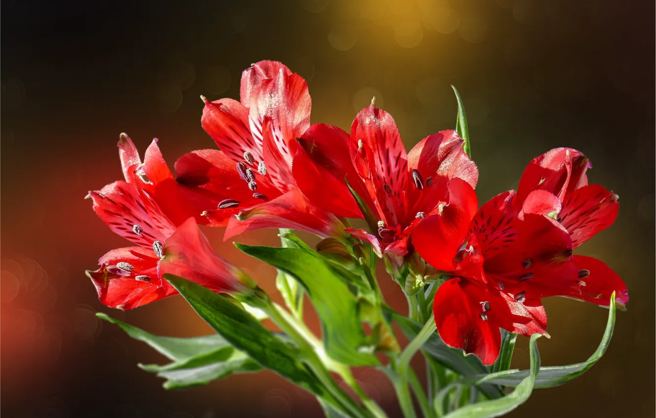 Photo wallpaper flowers, red, background, bouquet, Alstroemeria
