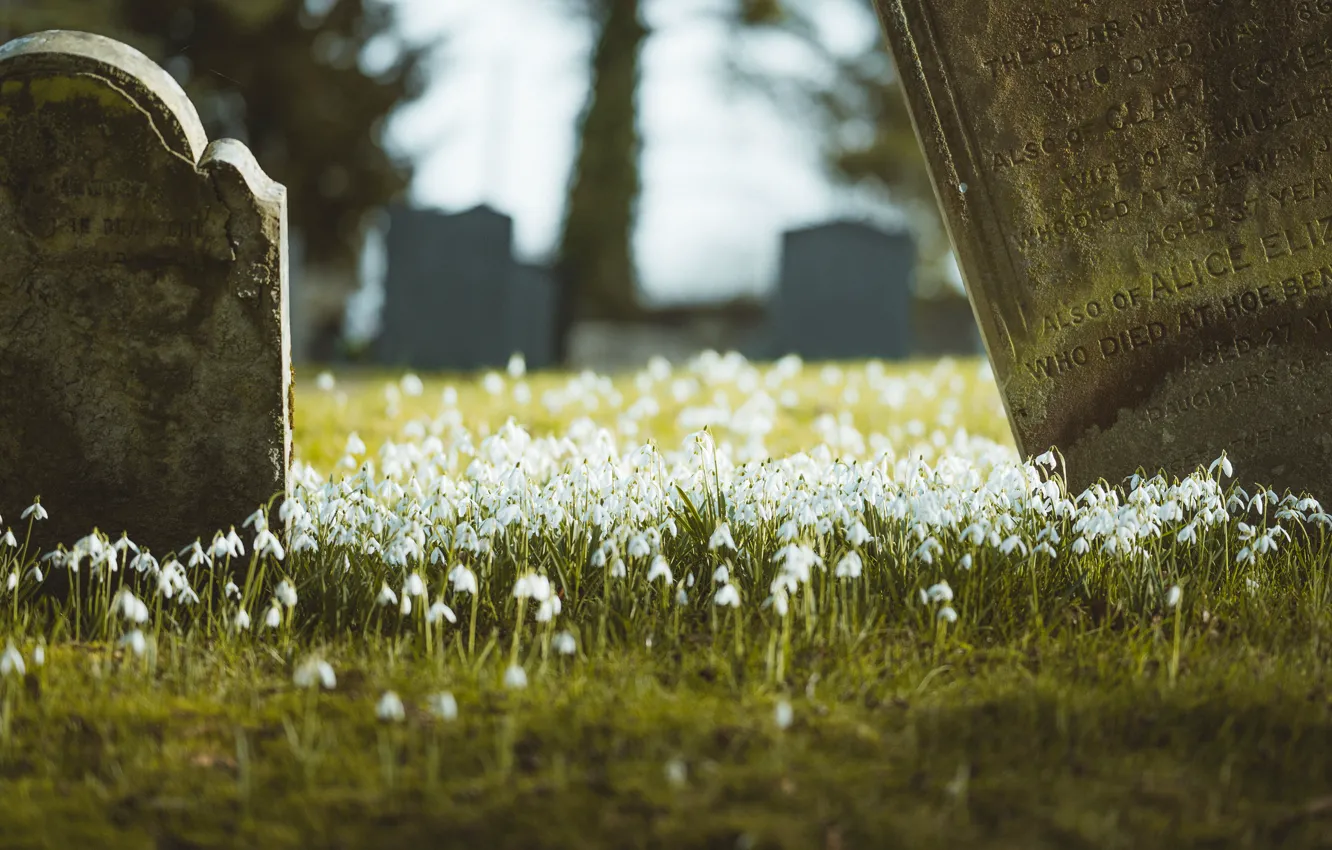 Photo wallpaper flowers, nature, labels, glade, spring, snowdrops, cemetery, tombstones