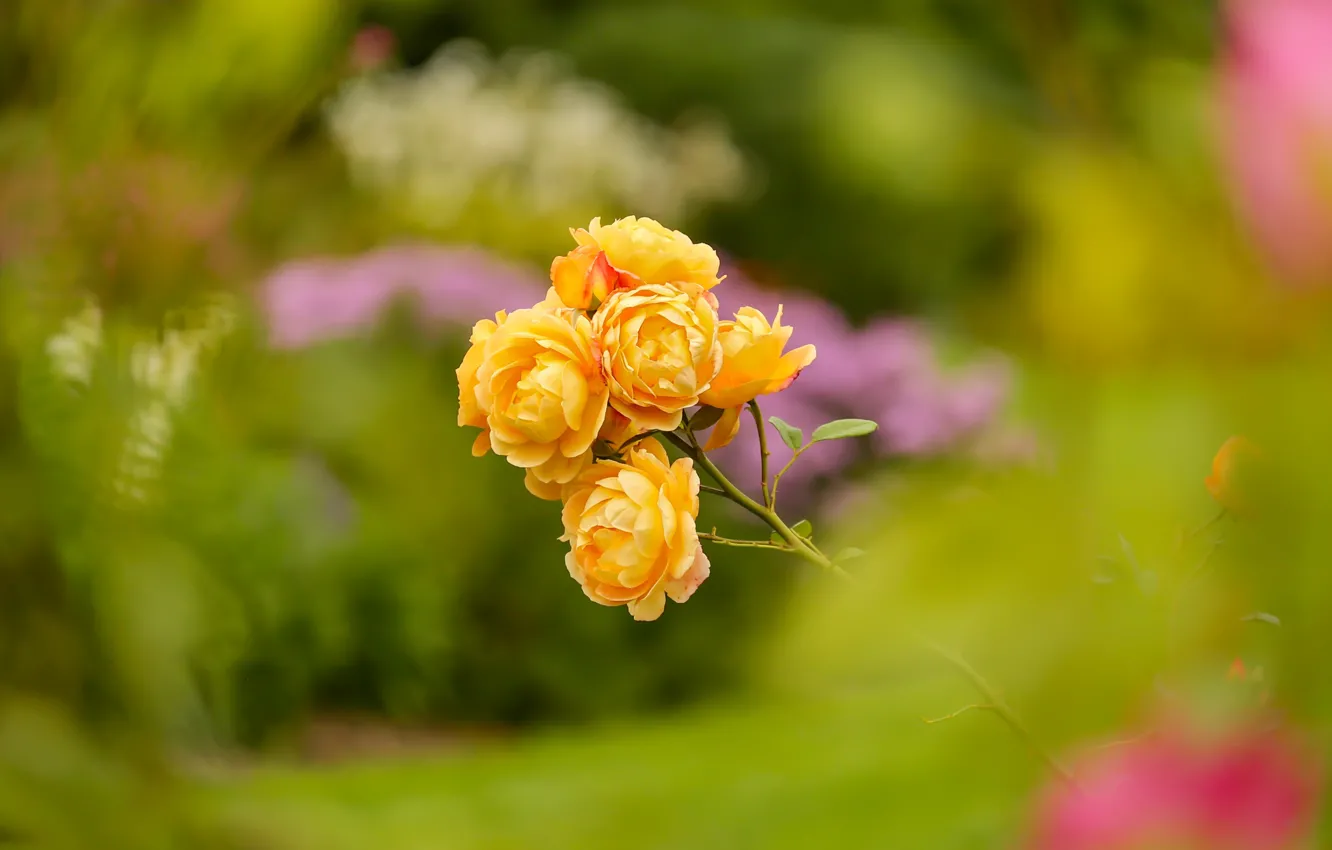 Photo wallpaper flowers, yellow, roses, garden, stem, the bushes, bokeh, blurred background