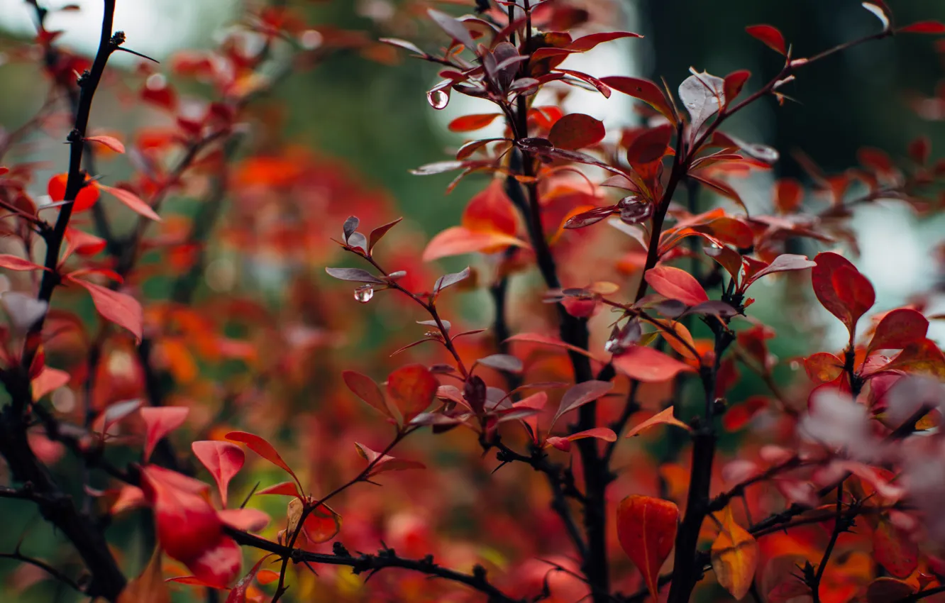 Photo wallpaper autumn, leaves, drops, branches, foliage, the bushes, bokeh