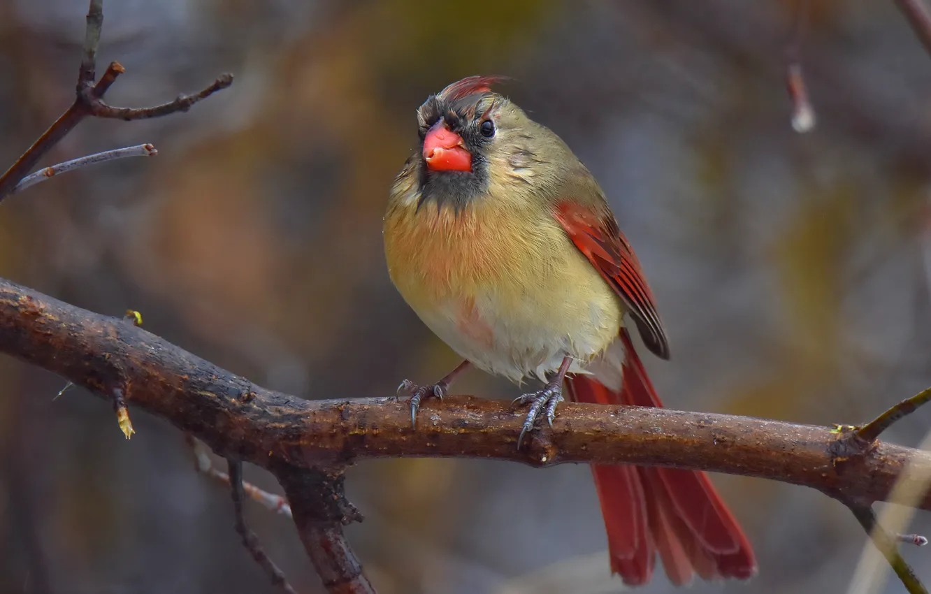 Photo wallpaper branches, pose, background, bird, bird, sitting, bokeh, cardinal