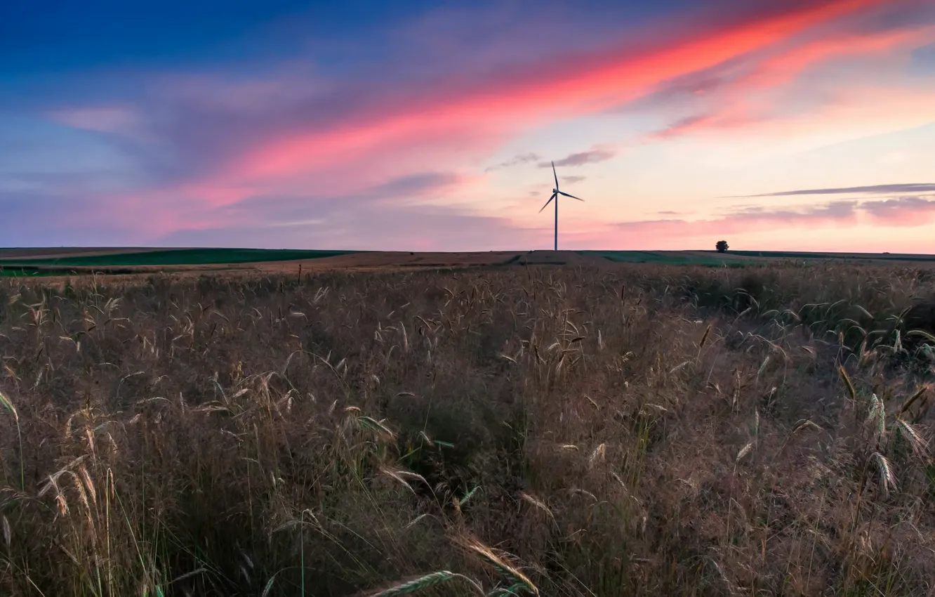 Photo wallpaper field, sunset, windmills