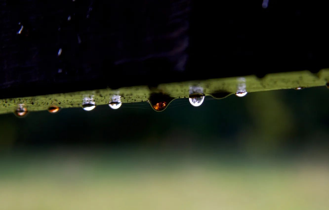 Photo wallpaper drops, Nine, vetochka