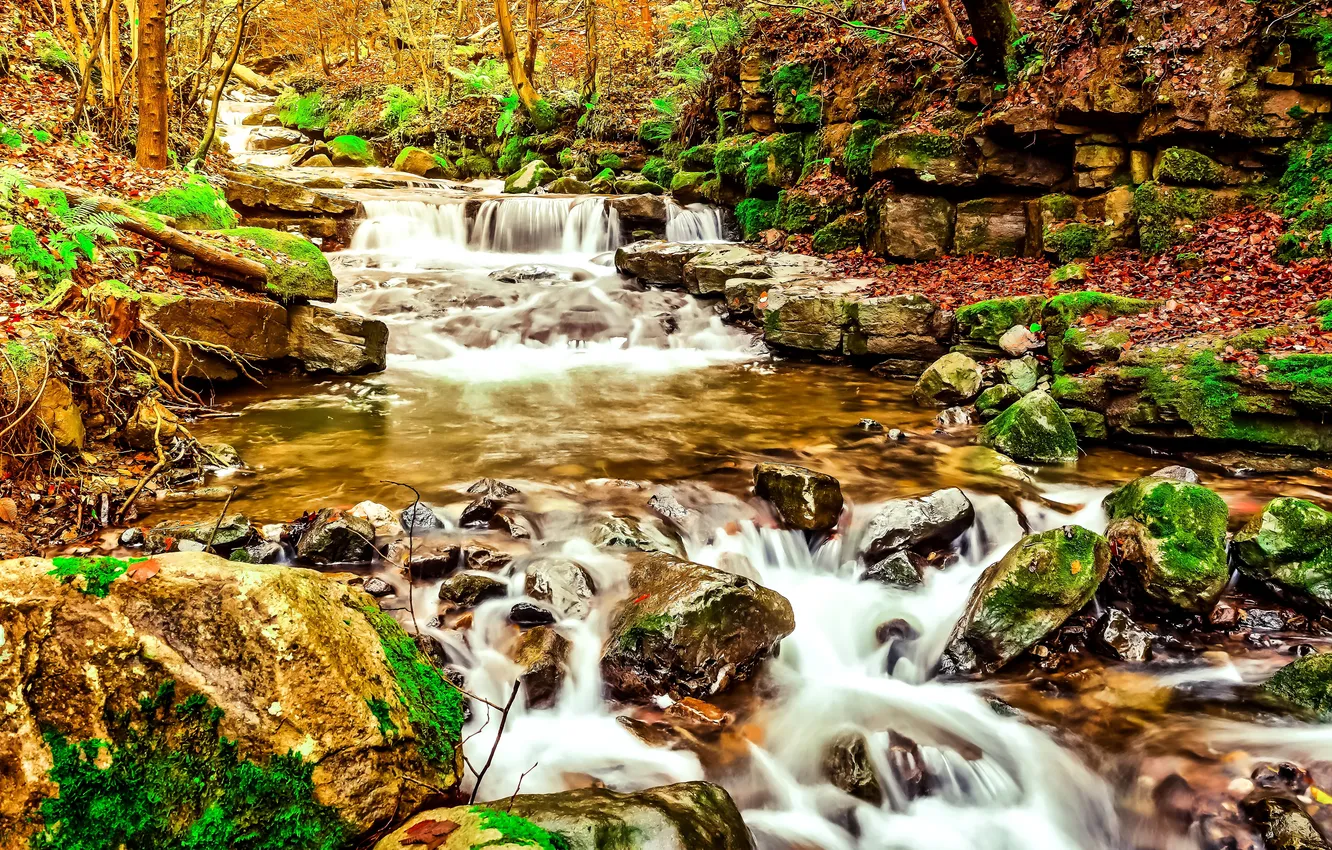 Photo wallpaper autumn, forest, leaves, trees, stream, stones, moss