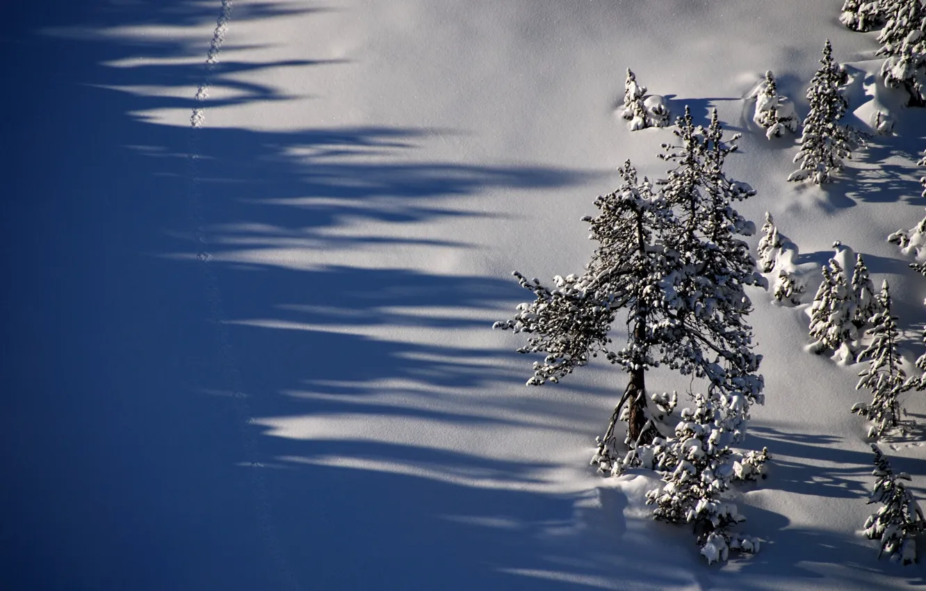 Photo wallpaper winter, snow, trees