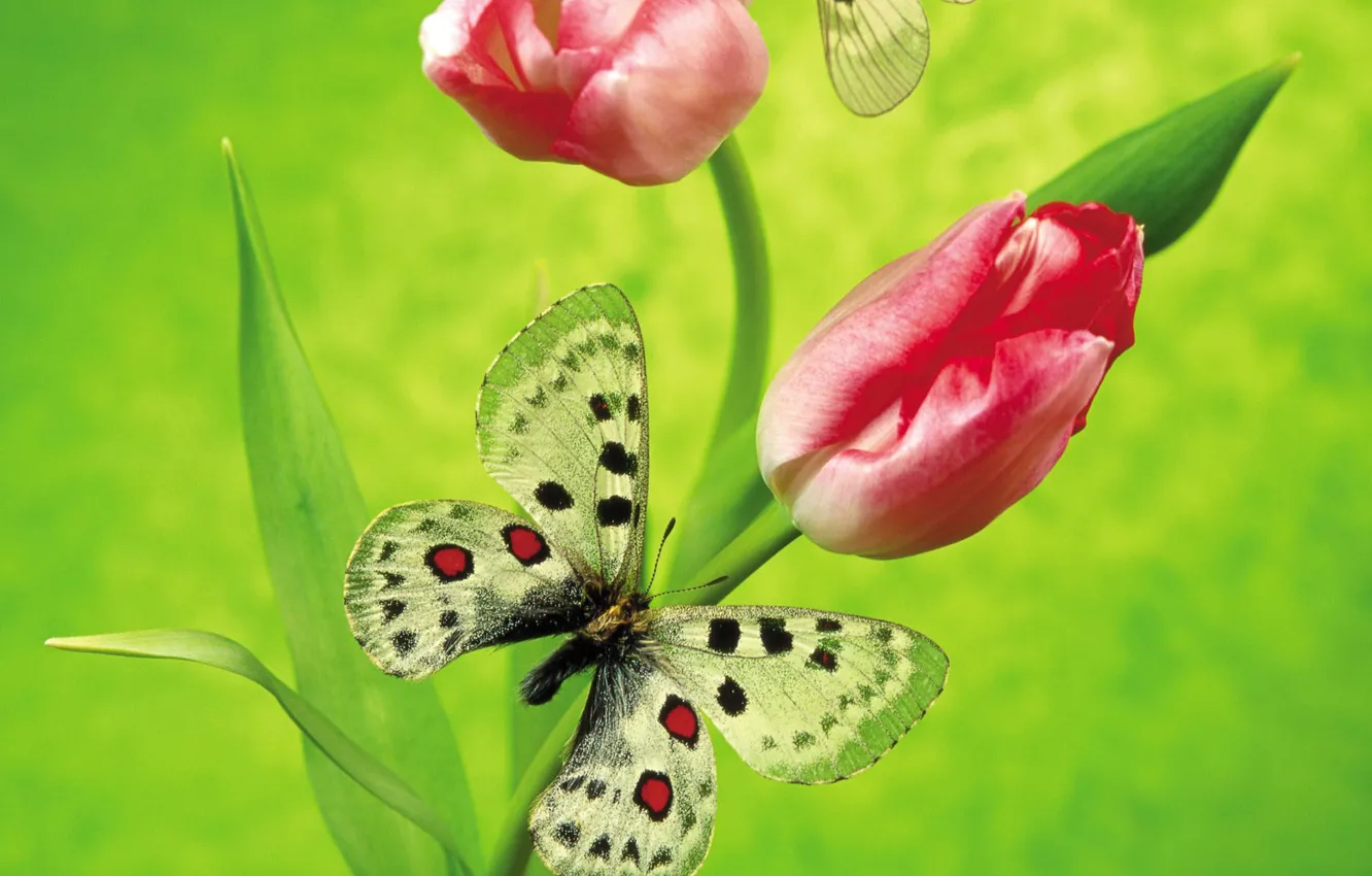 Photo wallpaper flowers, green, butterfly, Tulip