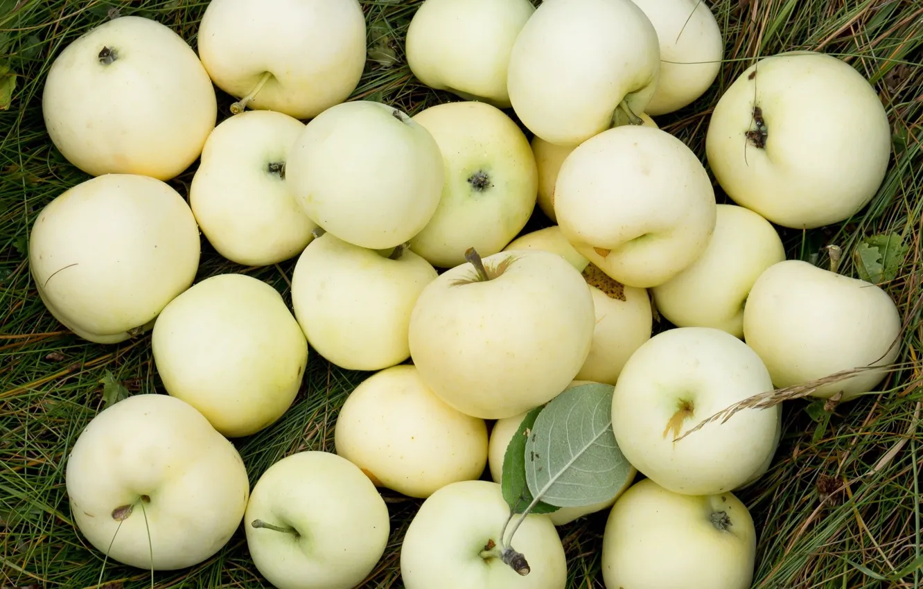 Photo wallpaper autumn, apples, harvest, fruit
