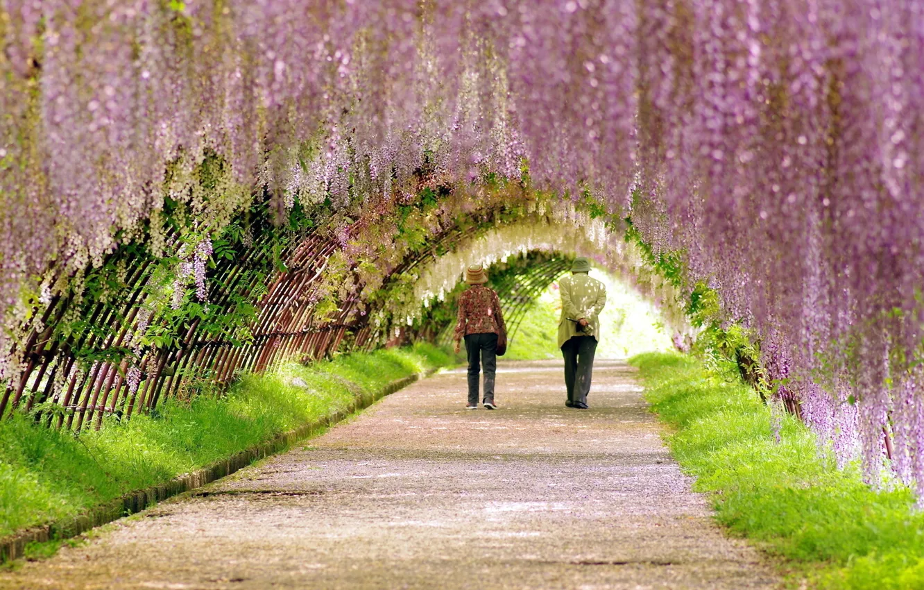 Photo wallpaper alley, Japan, road, Kawachi Fuji Gardens, Wisteria