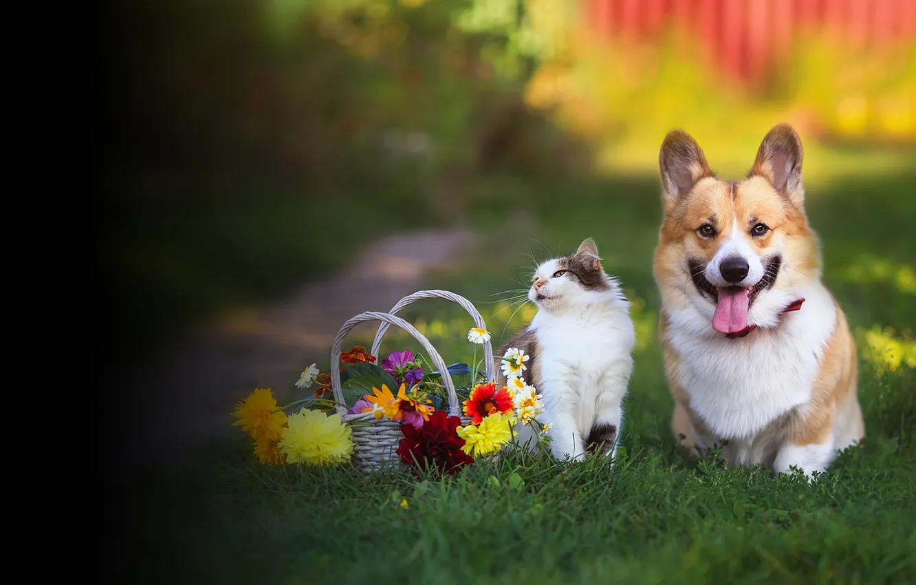 Photo wallpaper cat, cat, look, flowers, nature, pose, dog, garden