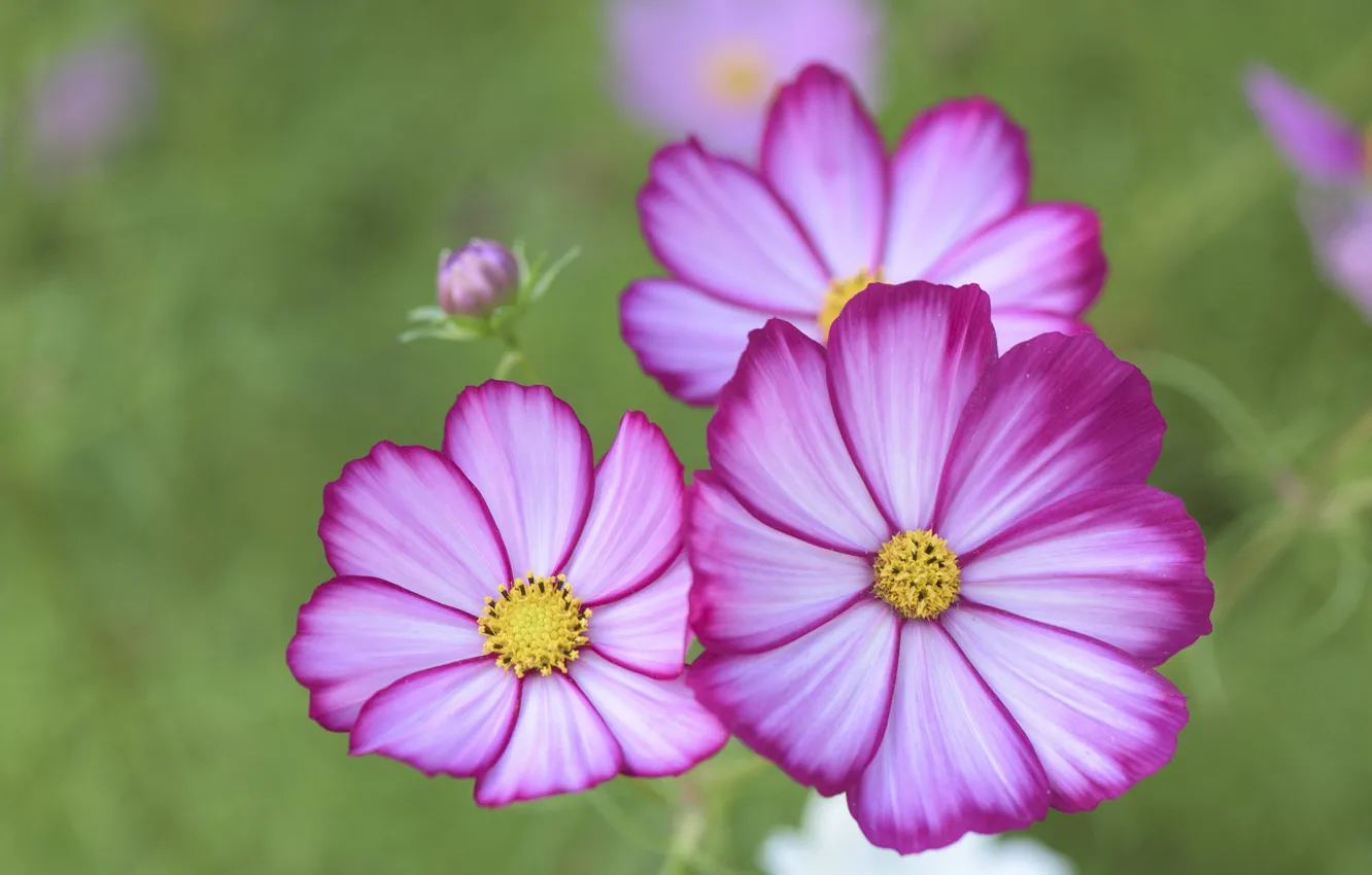 Photo wallpaper space, macro, petals, bokeh, kosmeya