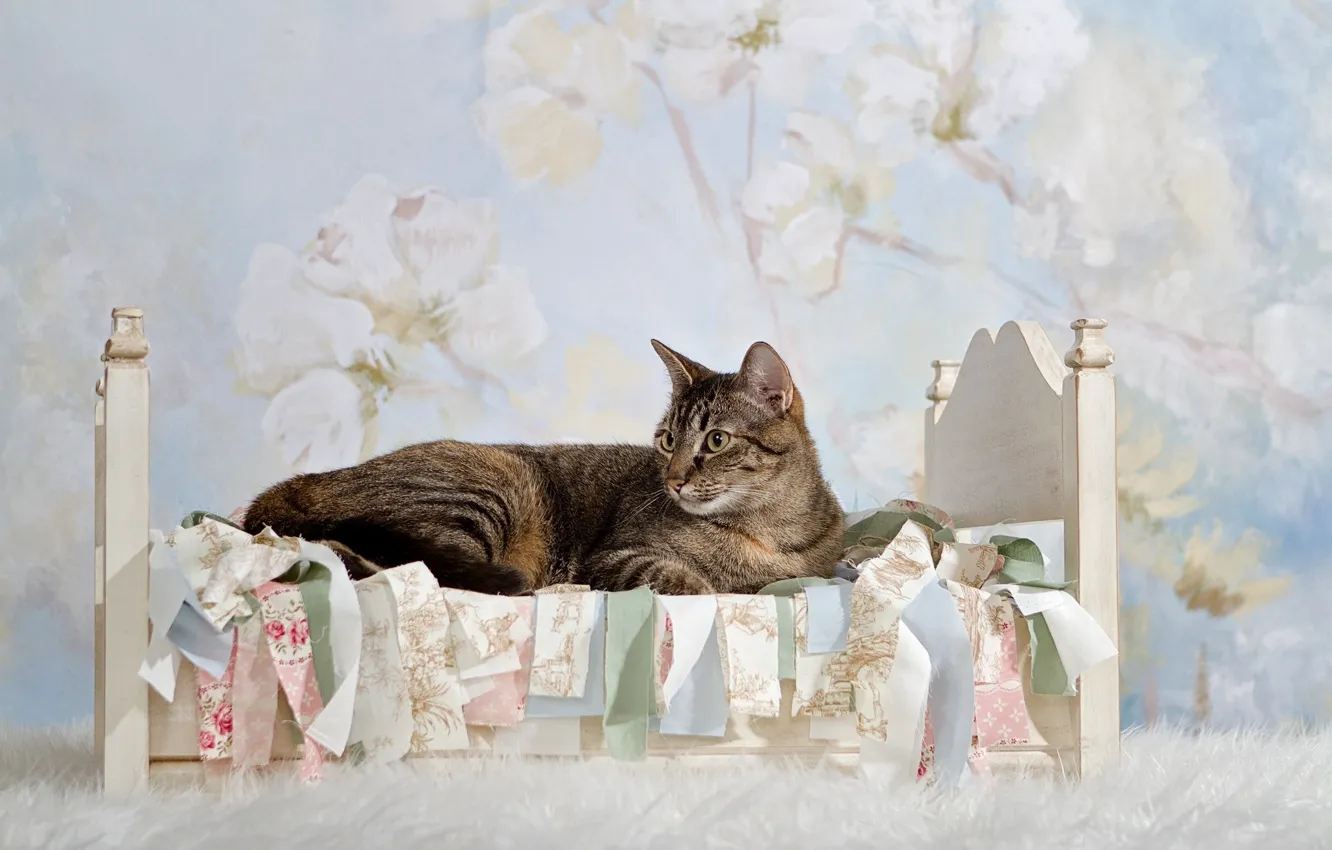Photo wallpaper cat, cat, bed