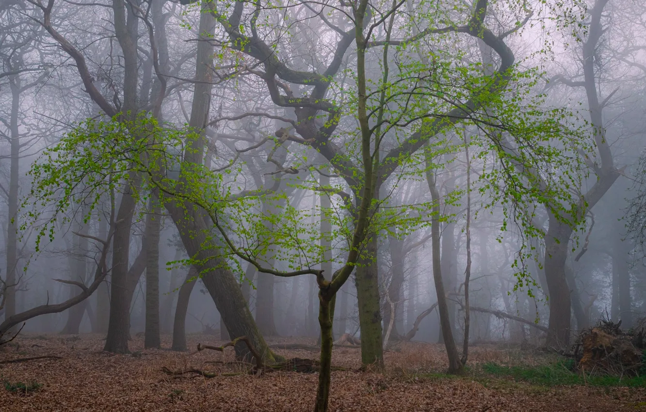 Photo wallpaper forest, trees, nature, fog, UK, United Kingdom, Toby Cunningham