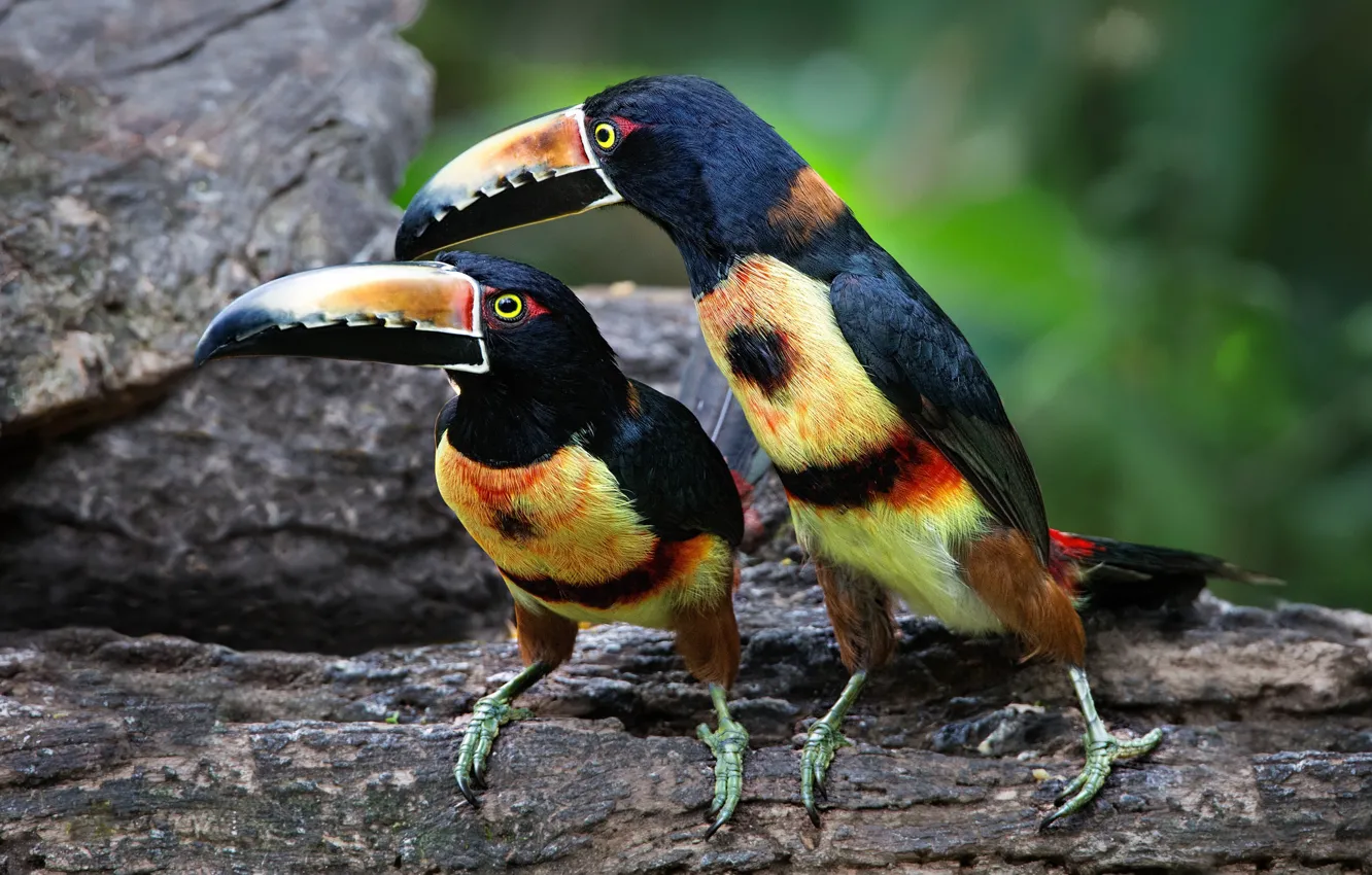 Photo wallpaper bird, beak, pair, Toucan, Collared aracari