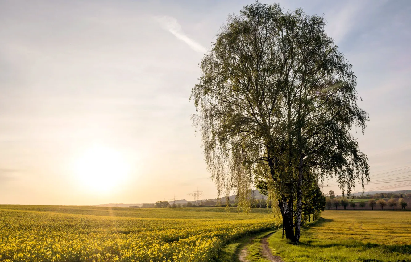 Photo wallpaper road, field, trees, birch, rape