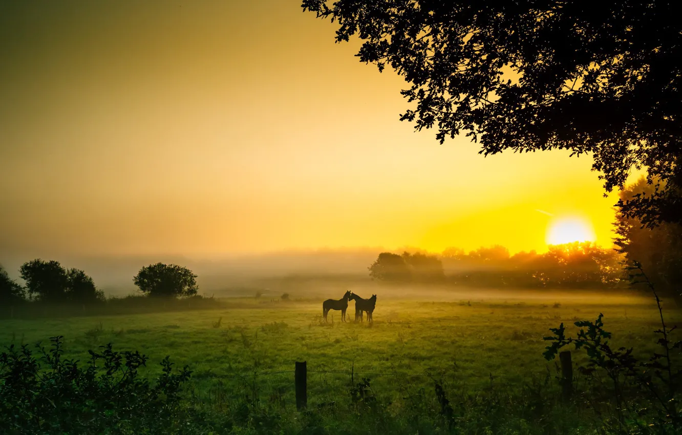 Photo wallpaper field, the sun, fog, horses, morning