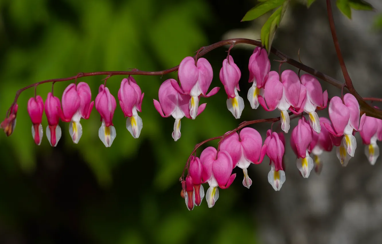 Photo wallpaper flowers, pink, bokeh, broken heart, the bleeding heart