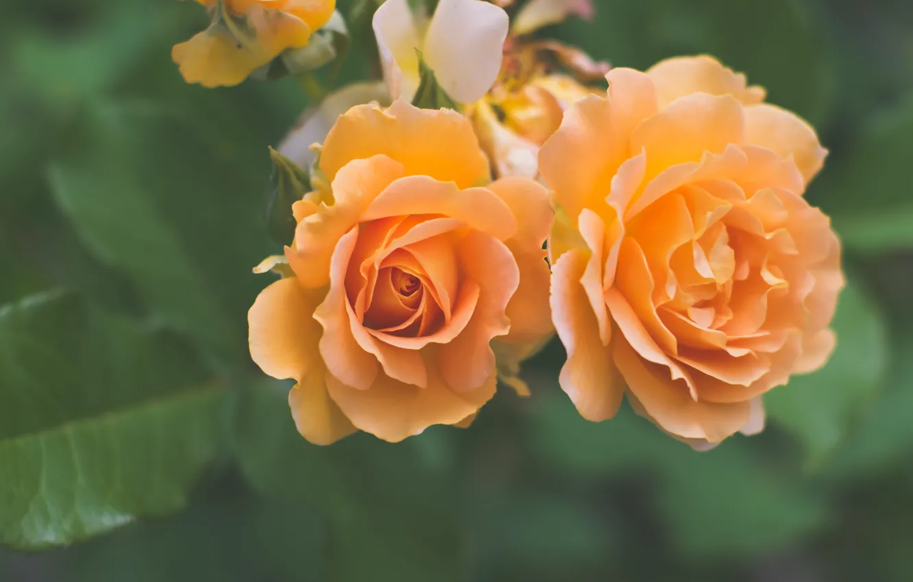 Photo wallpaper macro, roses, Duo