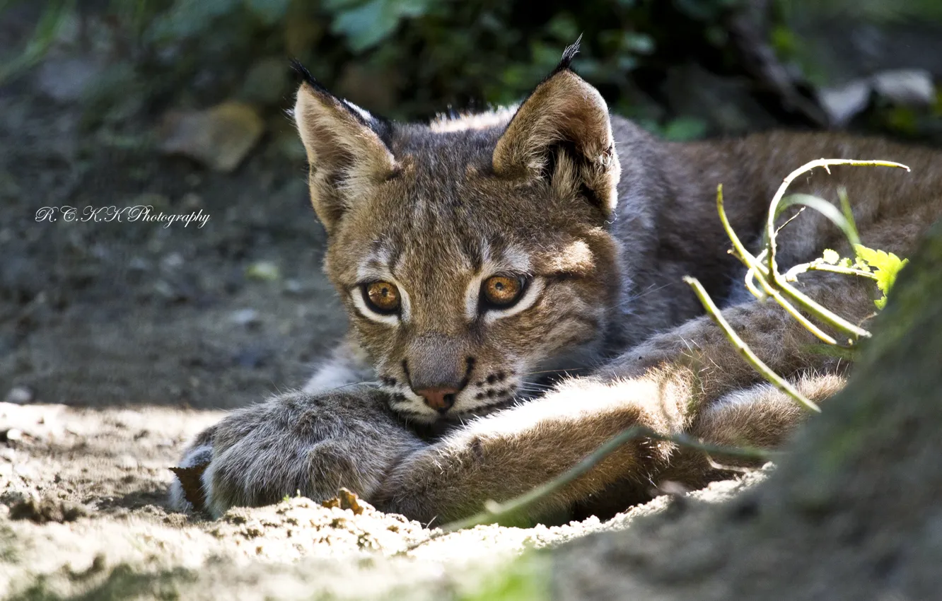 Photo wallpaper stay, predator, kitty, lynx