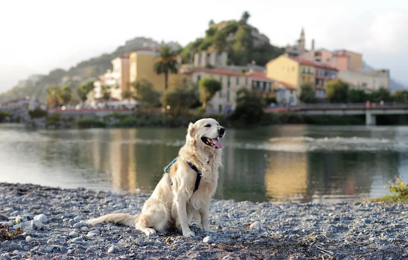 Photo wallpaper the city, river, dog, Retriever