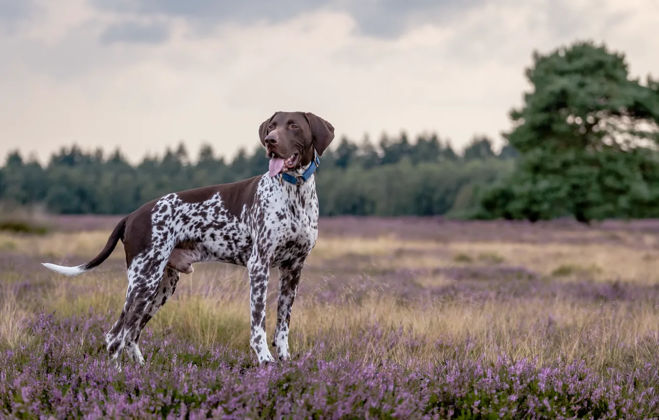 Photo wallpaper look, each, dog