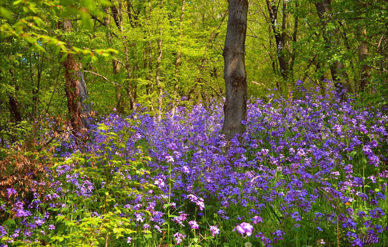 Photo wallpaper Spring, Forest, Flowers, Flowers, Spring, Forest