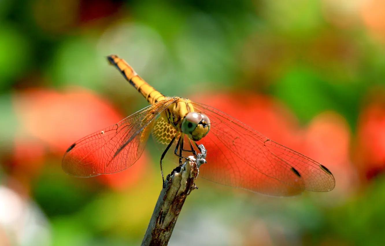Photo wallpaper nature, wings, dragonfly, insect
