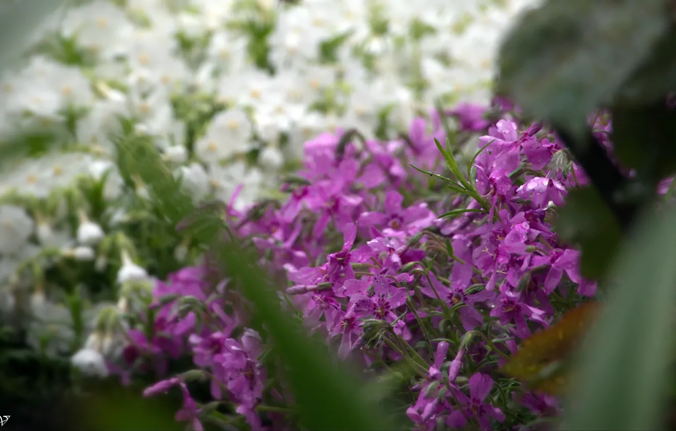 Photo wallpaper flowers, beautiful, For the soul