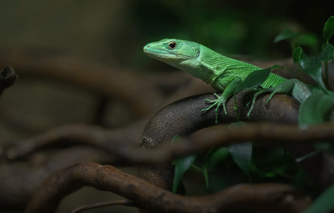 Photo wallpaper look, leaves, branches, nature, green, lizard