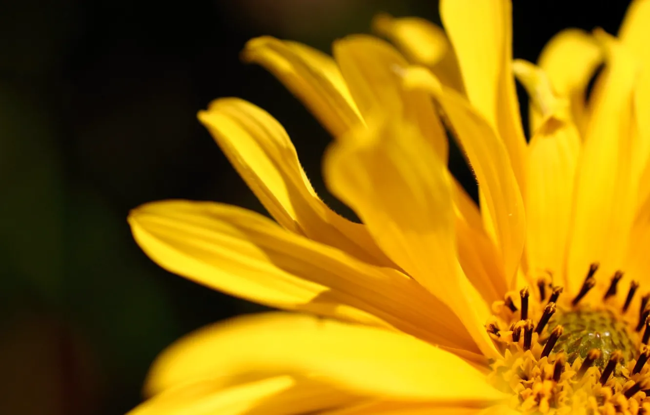 Photo wallpaper flower, yellow, color, petals, image