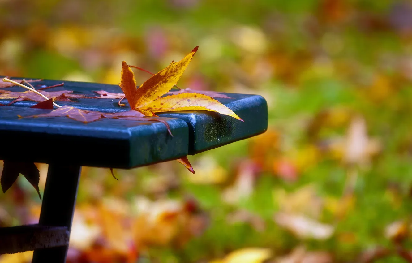 Photo wallpaper leaves, macro, bench