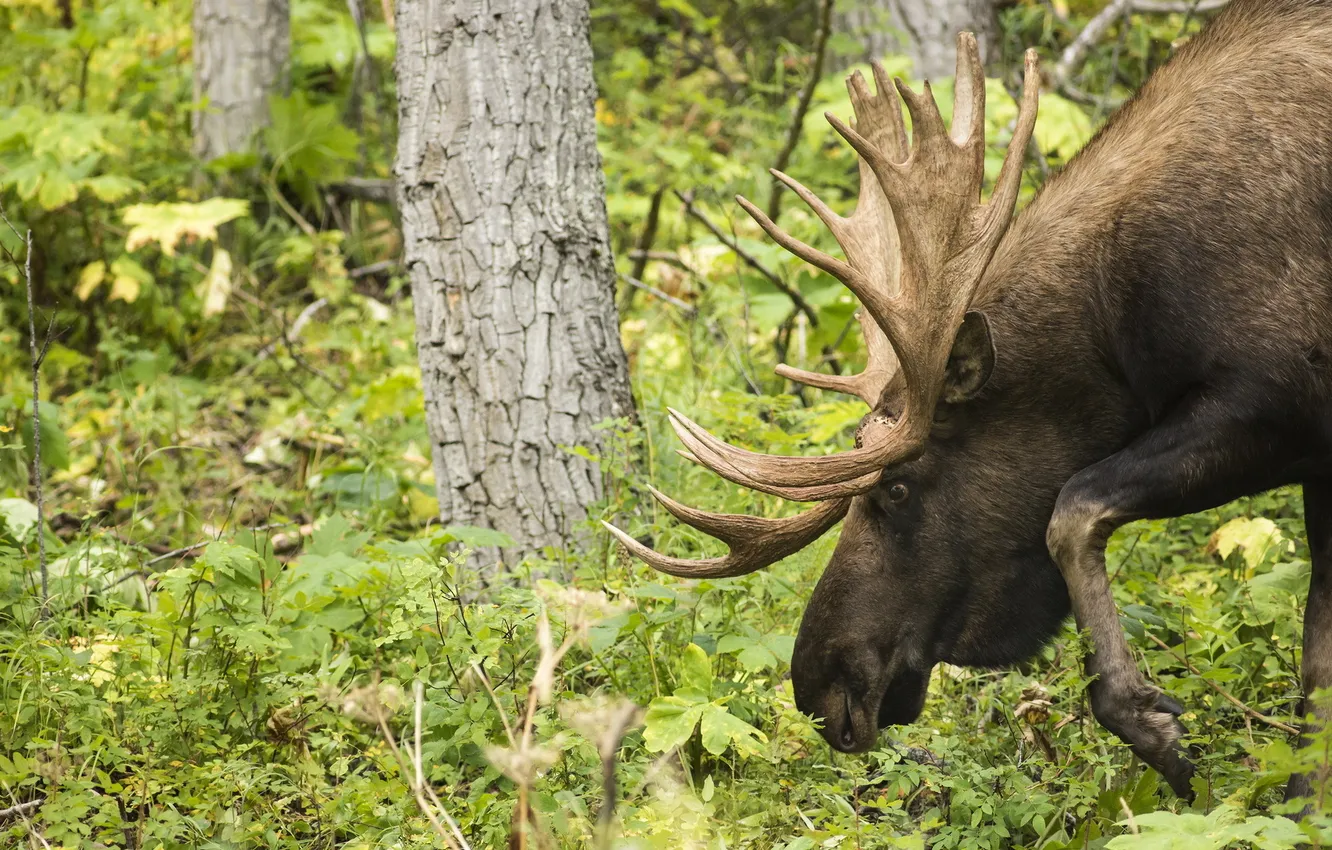 Photo wallpaper forest, nature, Meandering Moose