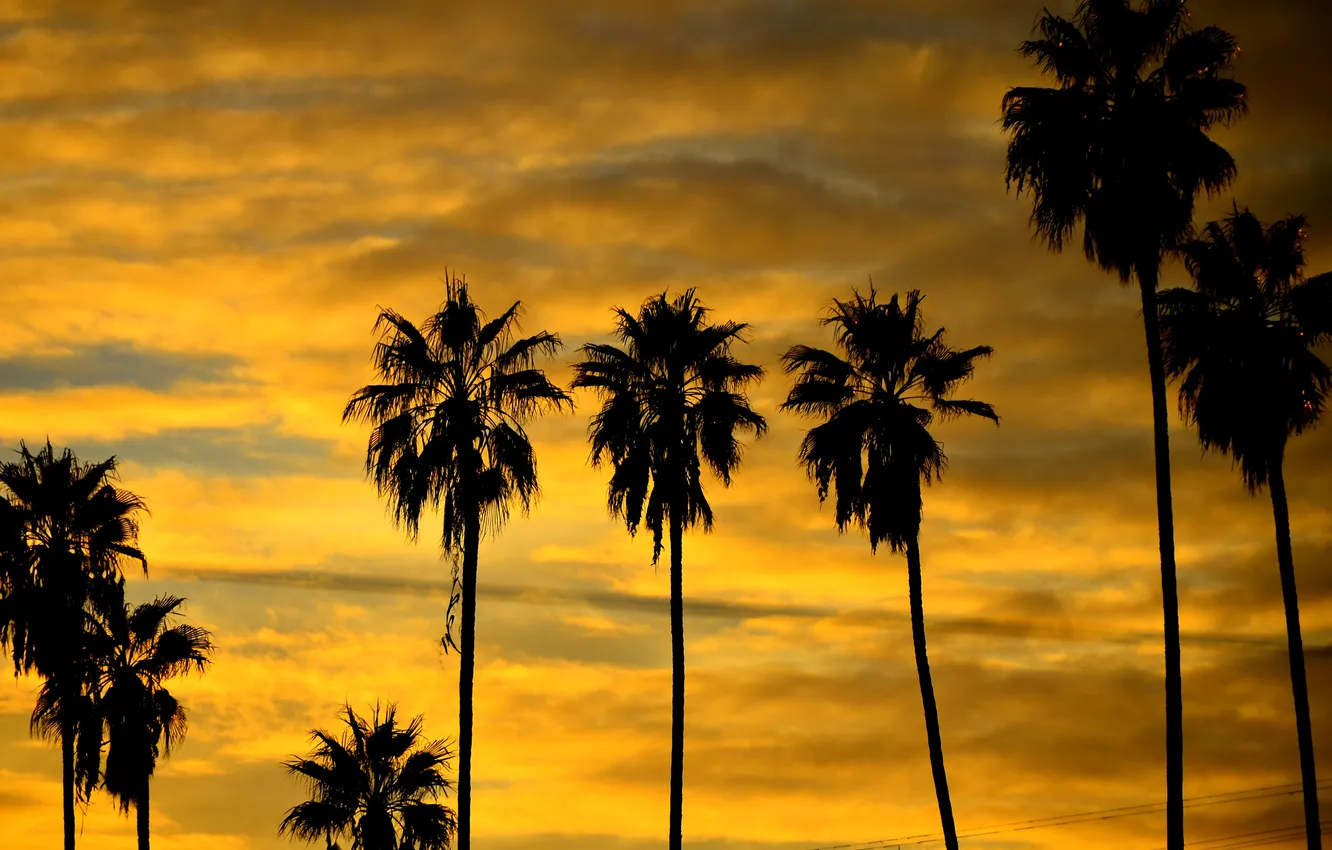 Photo wallpaper the sky, clouds, sunset, palm trees