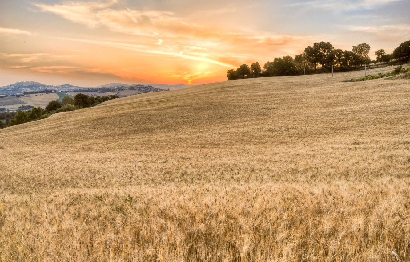 Photo wallpaper field, the sky, landscape, spikelets