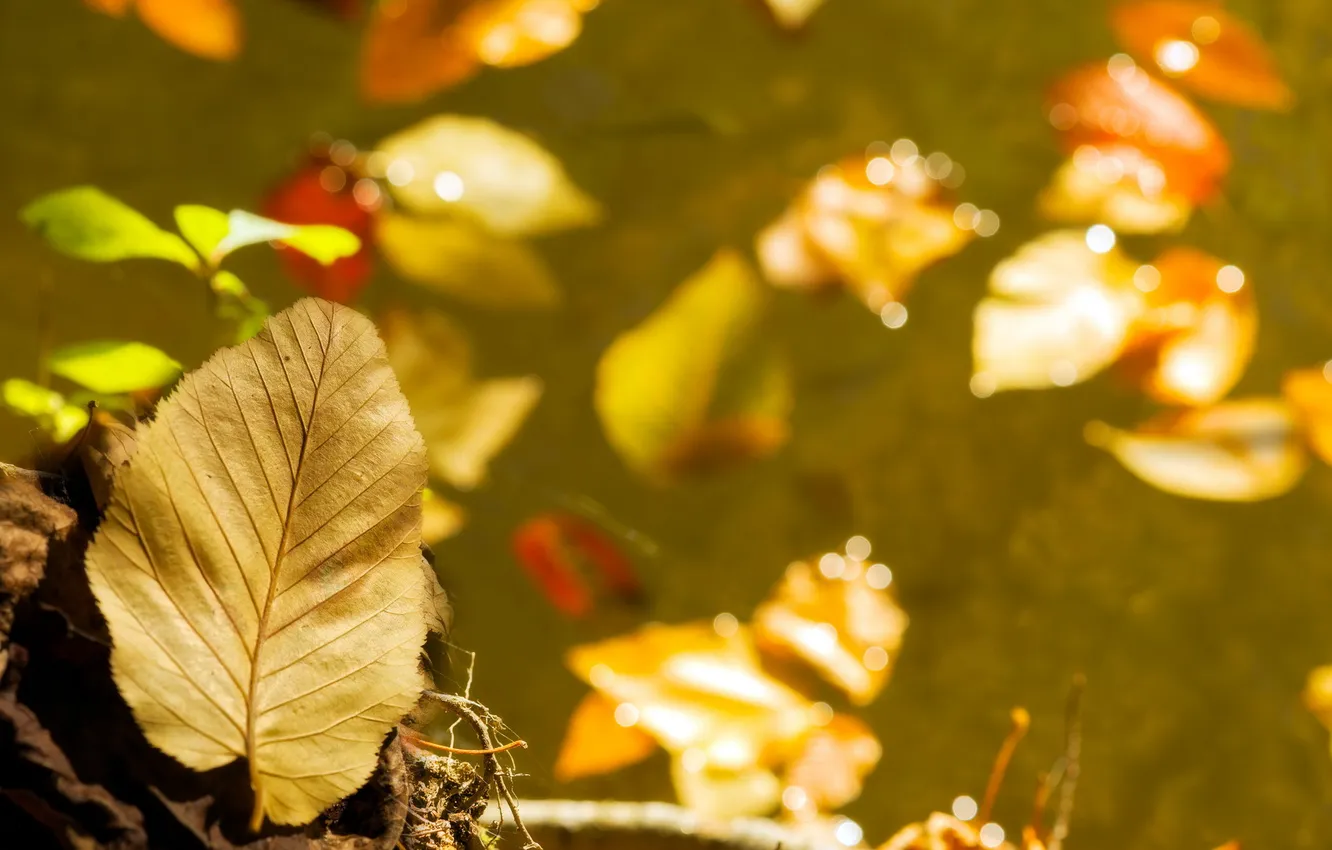 Photo wallpaper leaves, nature, Sweet Autumn