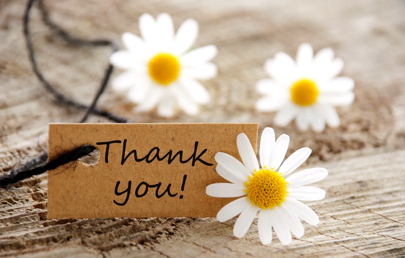 Photo wallpaper flowers, map, chamomile, flowers, daisies, thank you, thank you, card