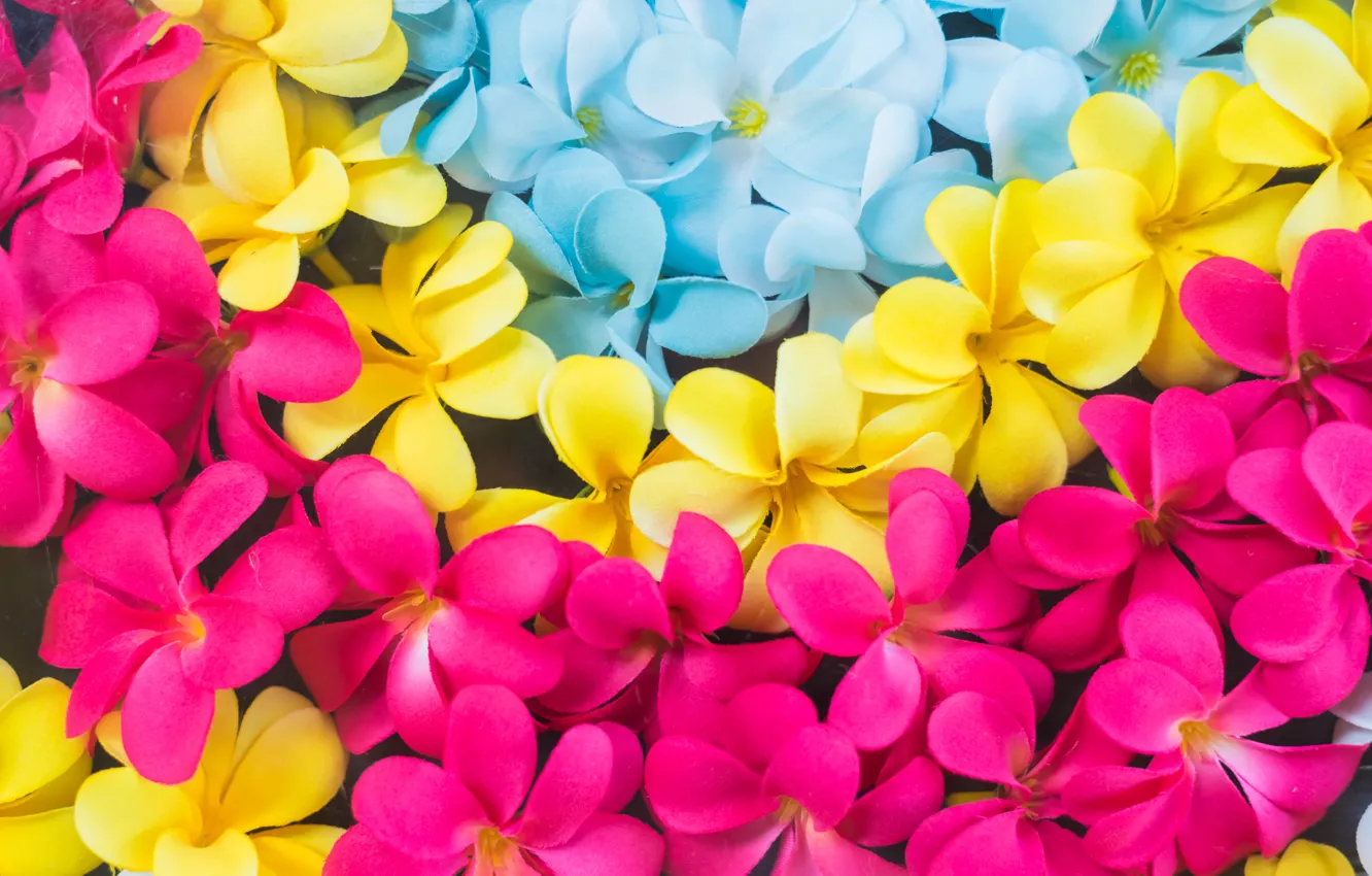 Photo wallpaper flowers, colorful, pink, flowers, plumeria, plumeria