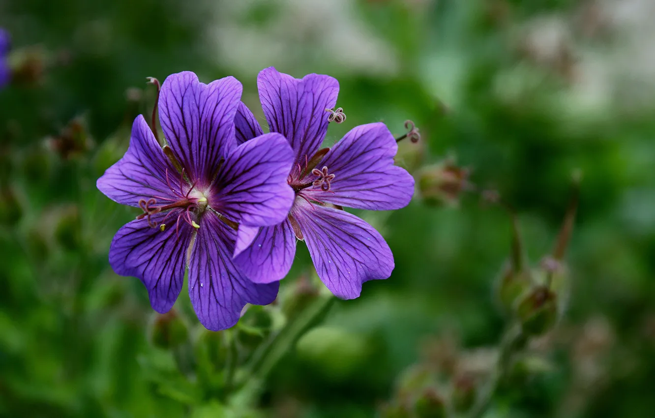 Photo wallpaper flowers, background, blur, lilac, mallow