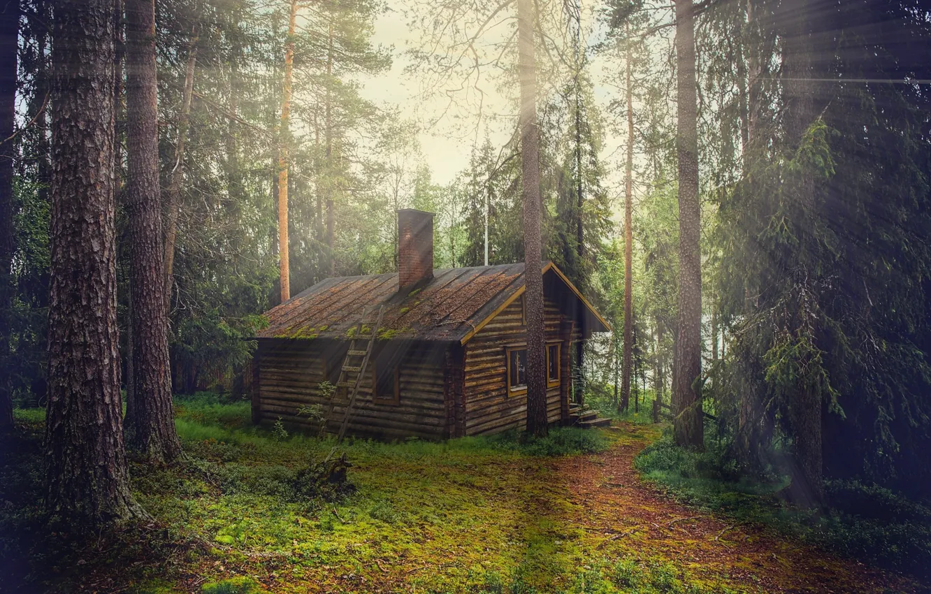 Photo wallpaper forest, rays, light, treatment, house