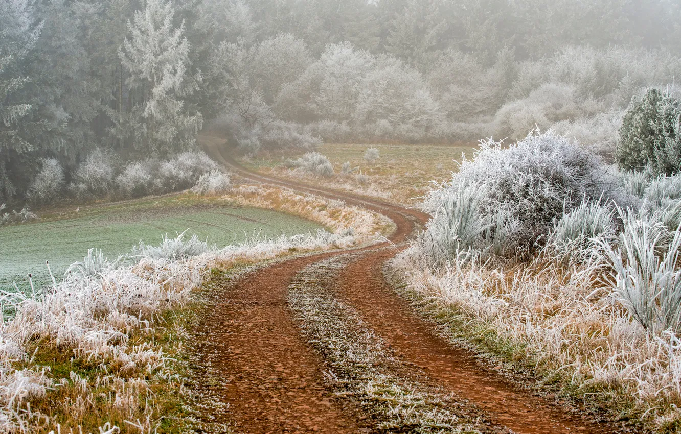 Photo wallpaper road, trees, frost